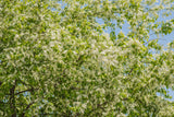 Prunus padus, 50-80 cm, 150-pack
