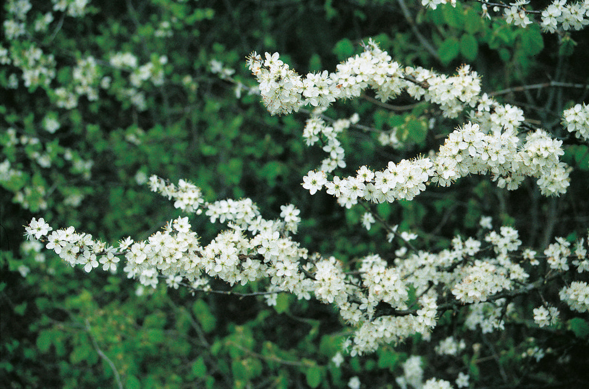Prunus spinosa, 50-80 cm, 150-pack