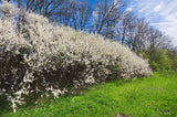 Prunus spinosa, 50-80 cm, 150-pack