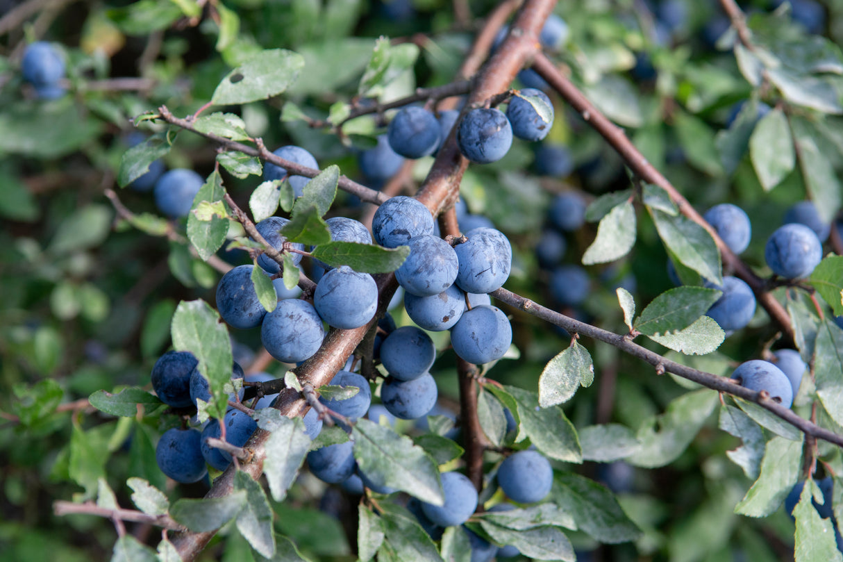 Prunus spinosa, 50-80 cm, 150-pack