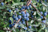 Prunus spinosa, 50-80 cm, 200-pack