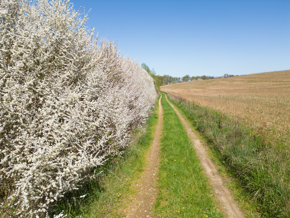 Prunus spinosa, 50-80 cm, 150-pack