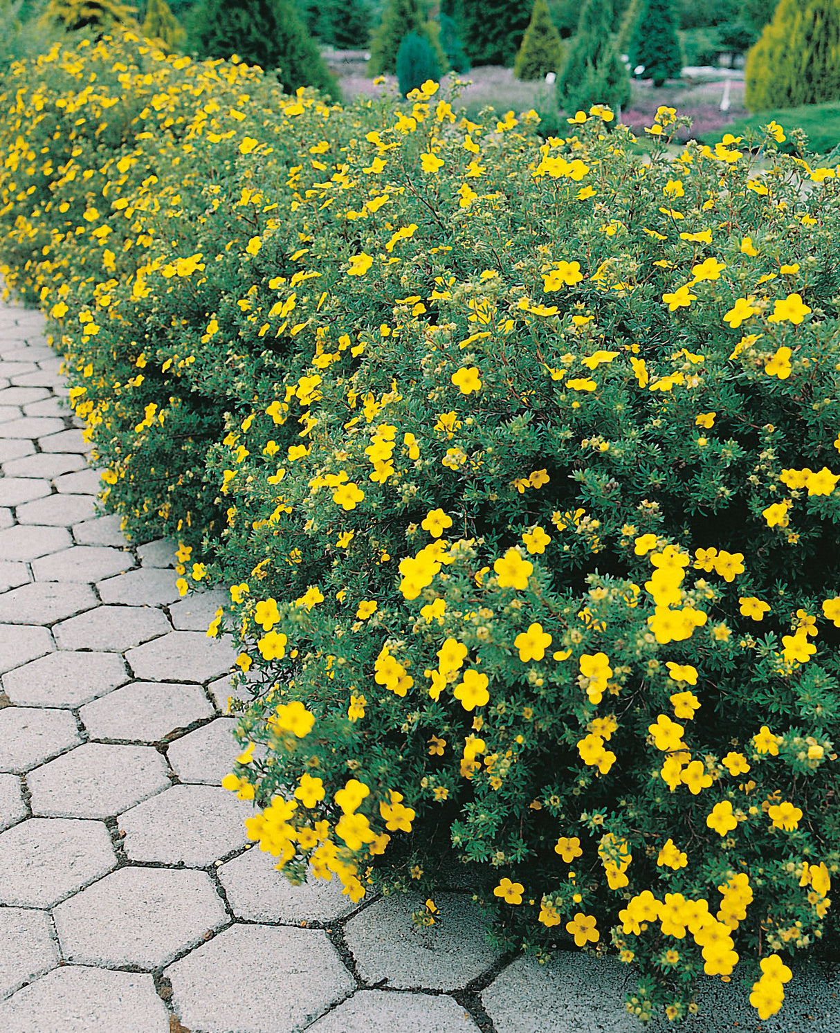 Dasiphora 'Goldfinger', 30-50 cm, 150-pack