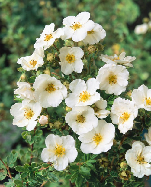 Dasiphora 'Sandved', 20-40 cm, 150-pack