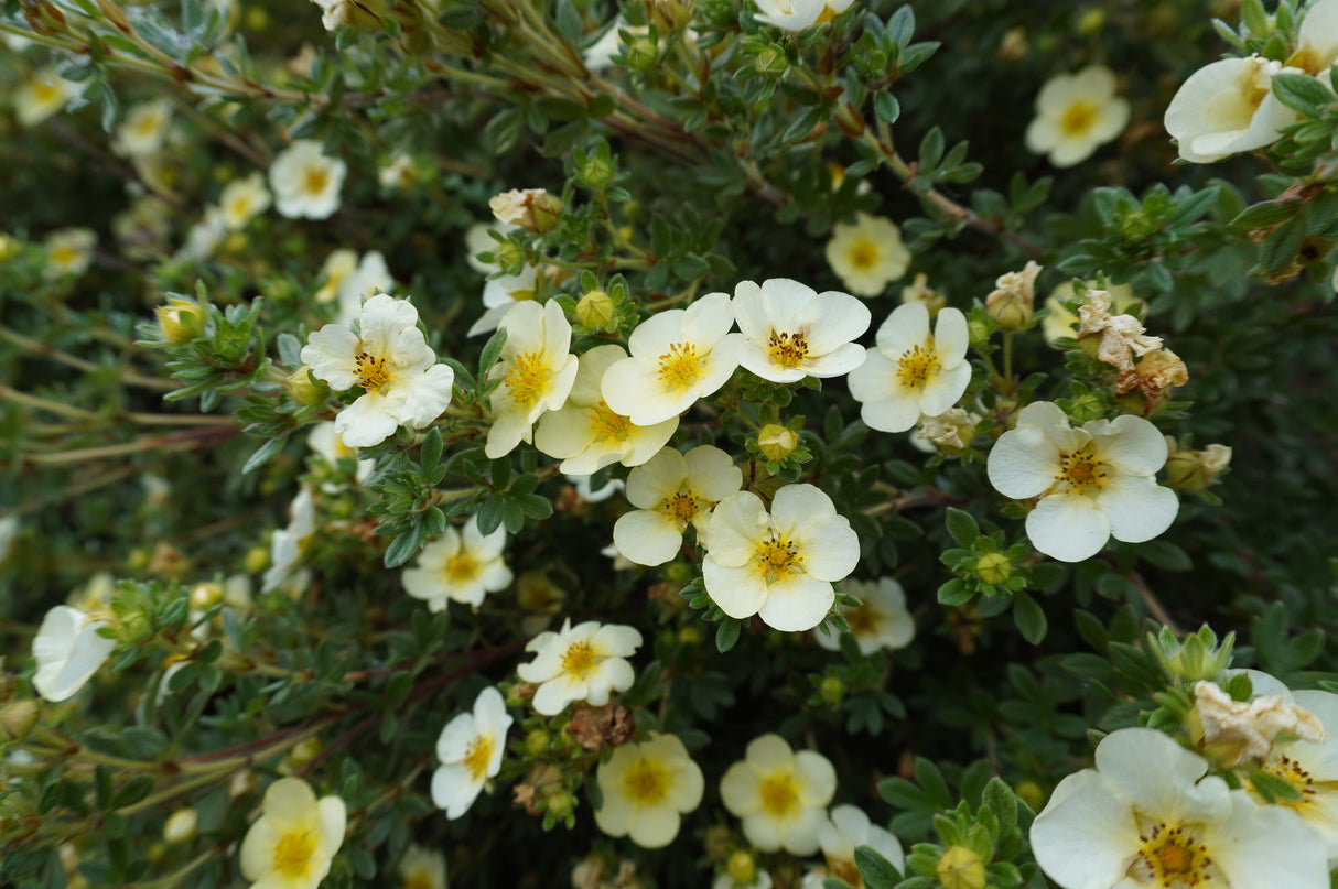 Dasiphora 'Sandved', 20-40 cm, 150-pack