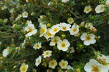 Dasiphora 'Sandved', 20-40 cm, 150-pack