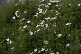 Dasiphora 'Sandved', 20-40 cm, 150-pack