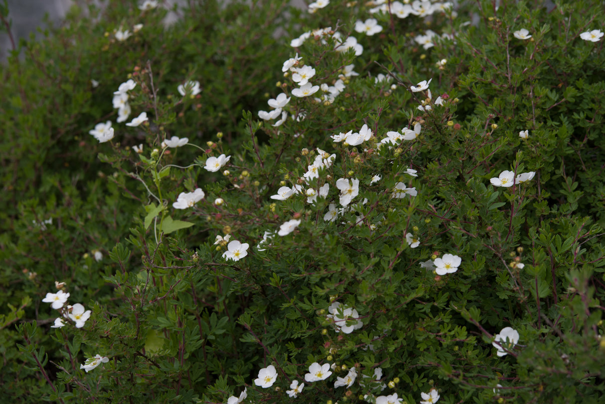 Dasiphora 'Sandved', 20-40 cm, 200-pack