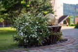 Dasiphora 'Sandved', 20-40 cm, 150-pack