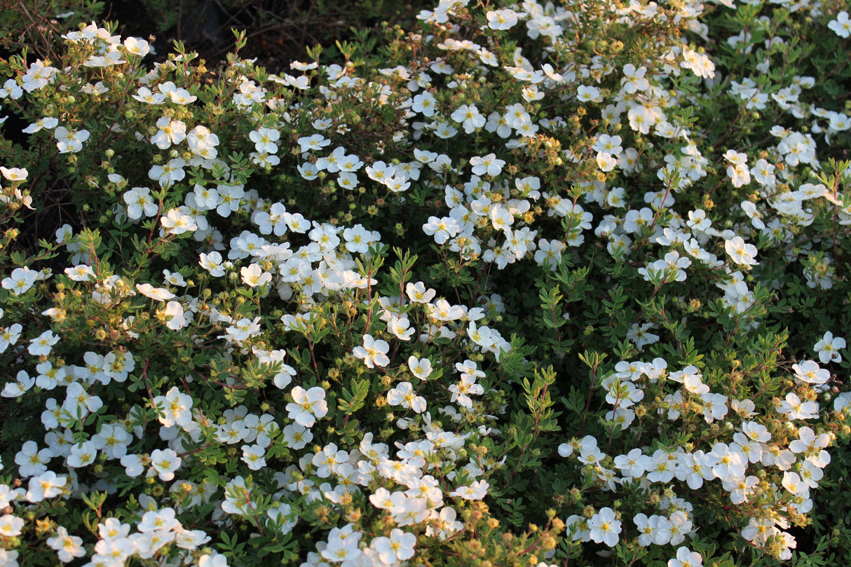 Dasiphora 'Abbotswood', 30-50 cm, 150-pack