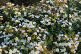 Dasiphora 'Abbotswood', 30-50 cm, 150-pack