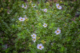 Dasiphora 'Abbotswood', 30-50 cm, 150-pack