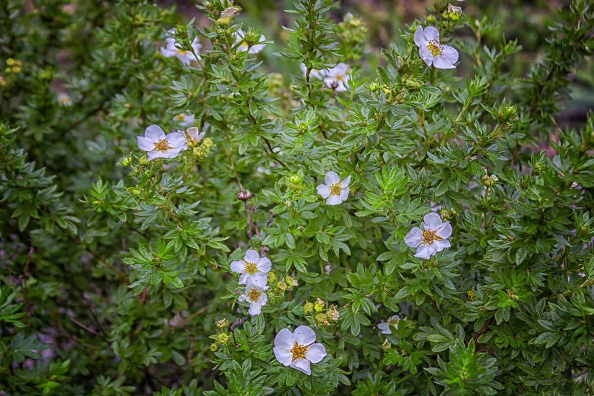 Dasiphora 'Abbotswood', 30-50 cm, 200-pack
