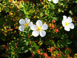 Dasiphora 'Abbotswood', 30-50 cm, 150-pack