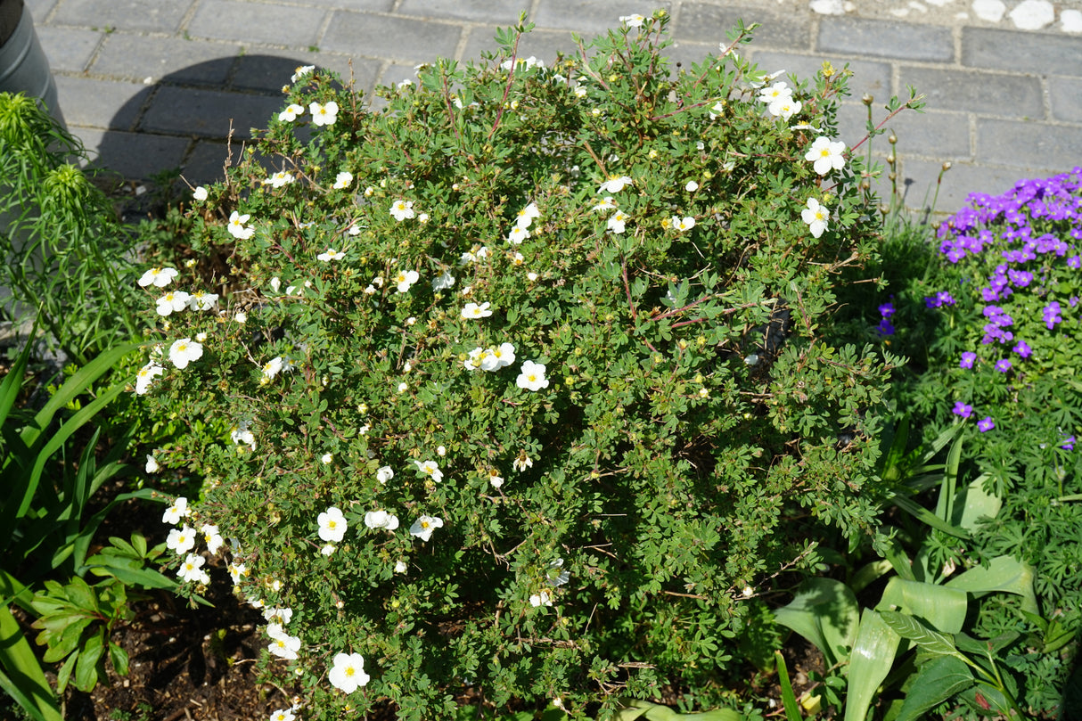 Dasiphora 'Abbotswood', 30-50 cm, 150-pack