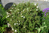 Dasiphora 'Abbotswood', 30-50 cm, 150-pack