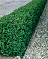 Ribes alpinum, 40-60 cm, 2-4 grenar, 150-pack