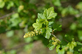 Ribes alpinum, 40-60 cm, 2-4 grenar, 150-pack