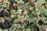 Ribes alpinum, 40-60 cm, 2-4 grenar, 150-pack