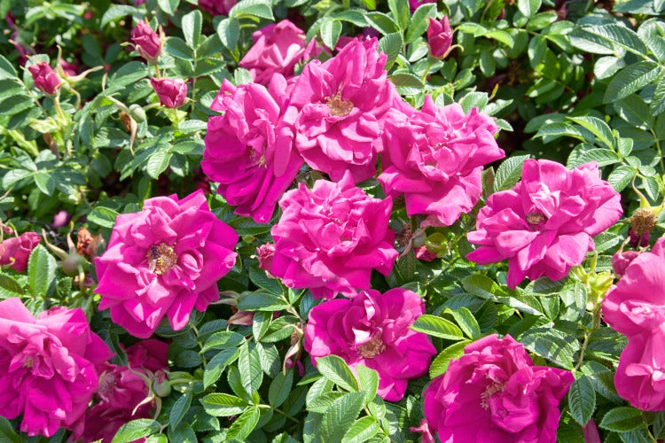 Rosa 'Hansa', 30-50 cm, 150-pack