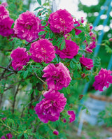 Rosa 'Hansa', 30-50 cm, 150-pack