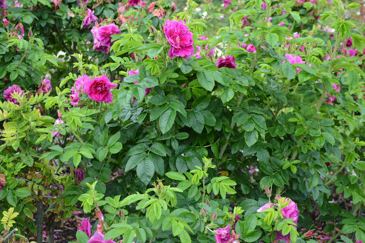 Rosa 'Hansa', 30-50 cm, 150-pack