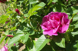 Rosa 'Hansa', 30-50 cm, 150-pack