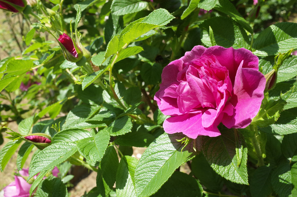 Rosa 'Hansa', 30-50 cm, 200-pack