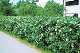 Sorbus intermedia, 40-60 cm, 150-pack