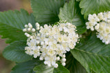 Sorbus intermedia, 40-60 cm, 150-pack