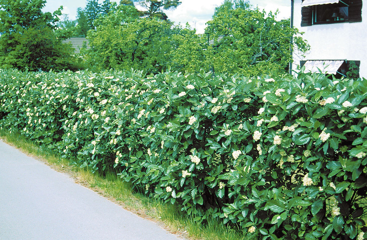 Sorbus intermedia, 40-60 cm, 200-pack