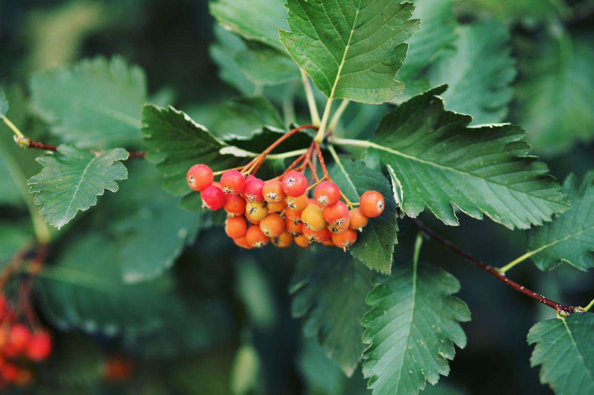 Sorbus intermedia, 40-60 cm, 150-pack