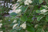 Sorbus intermedia, 40-60 cm, 150-pack