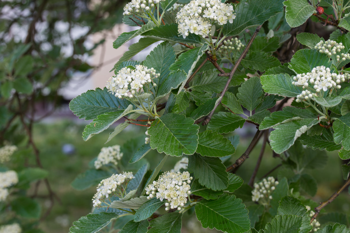Sorbus intermedia, 40-60 cm, 200-pack