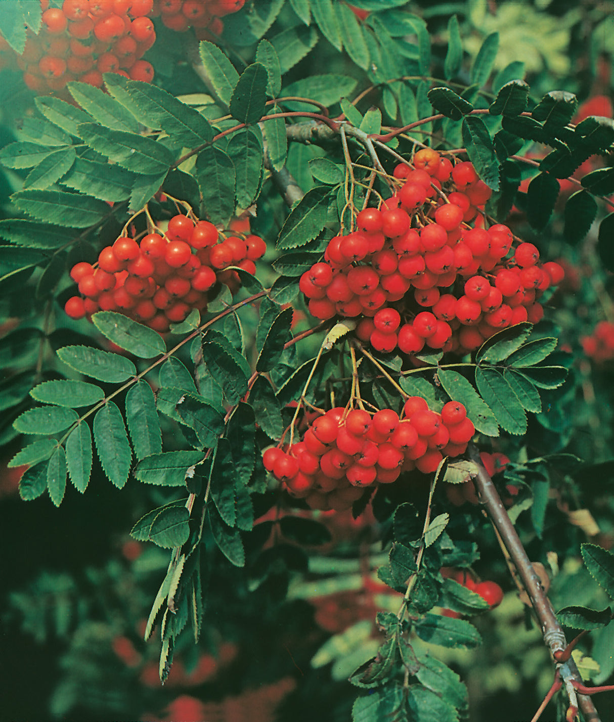 Sorbus aucuparia, 40-60 cm, 200-pack