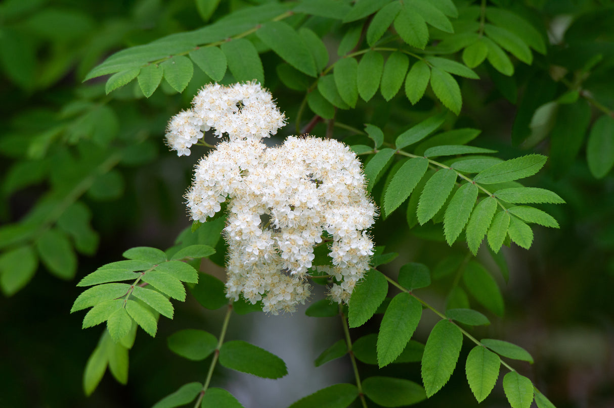 Sorbus aucuparia, 40-60 cm, 200-pack