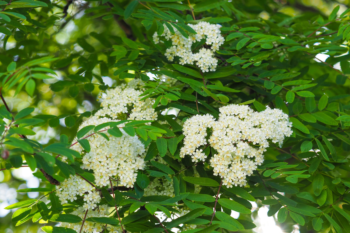 Sorbus aucuparia, 40-60 cm, 150-pack