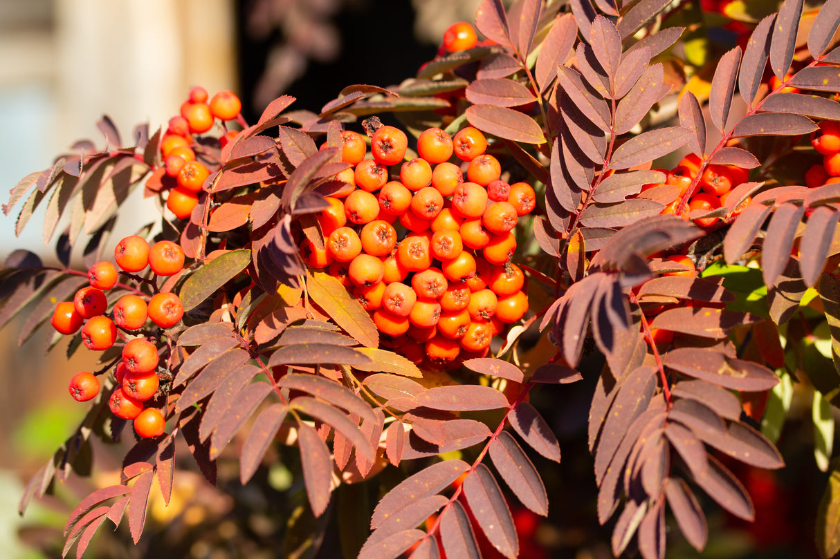Sorbus aucuparia, 40-60 cm, 200-pack
