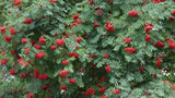 Sorbus aucuparia, 40-60 cm, 200-pack