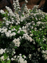 Spiraea betulifolia, 15-30 cm, 150-pack