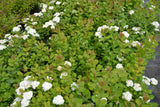Spiraea betulifolia, 15-30 cm, 150-pack
