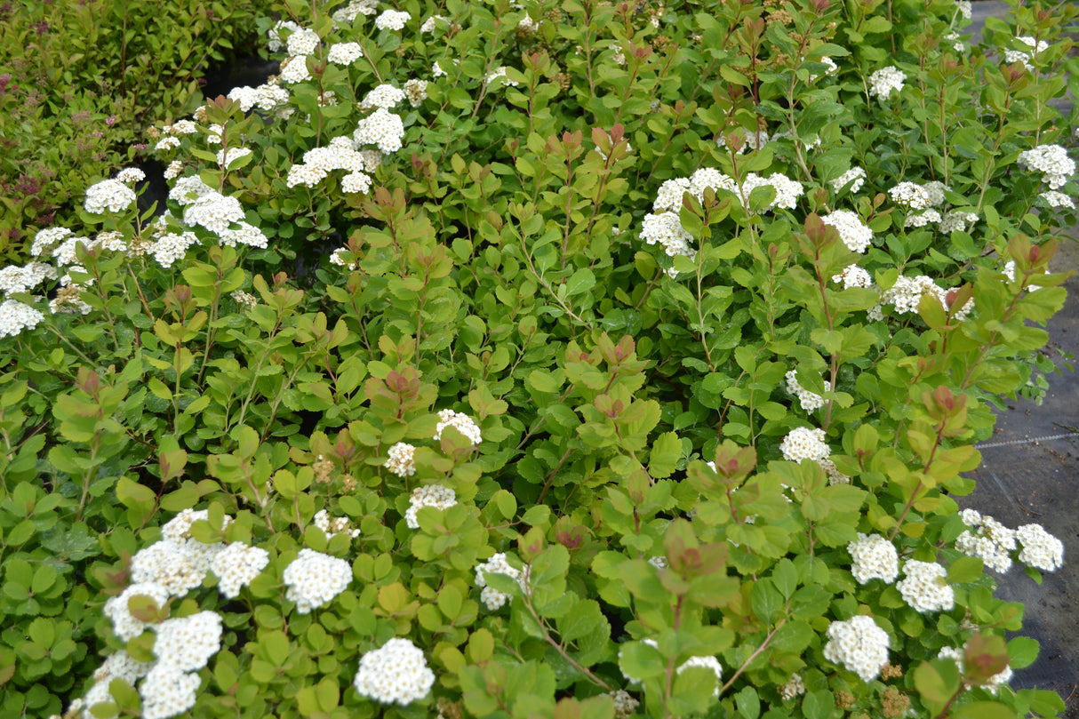 Spiraea betulifolia, 15-30 cm, 200-pack