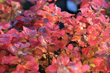 Spiraea betulifolia, 15-30 cm, 150-pack
