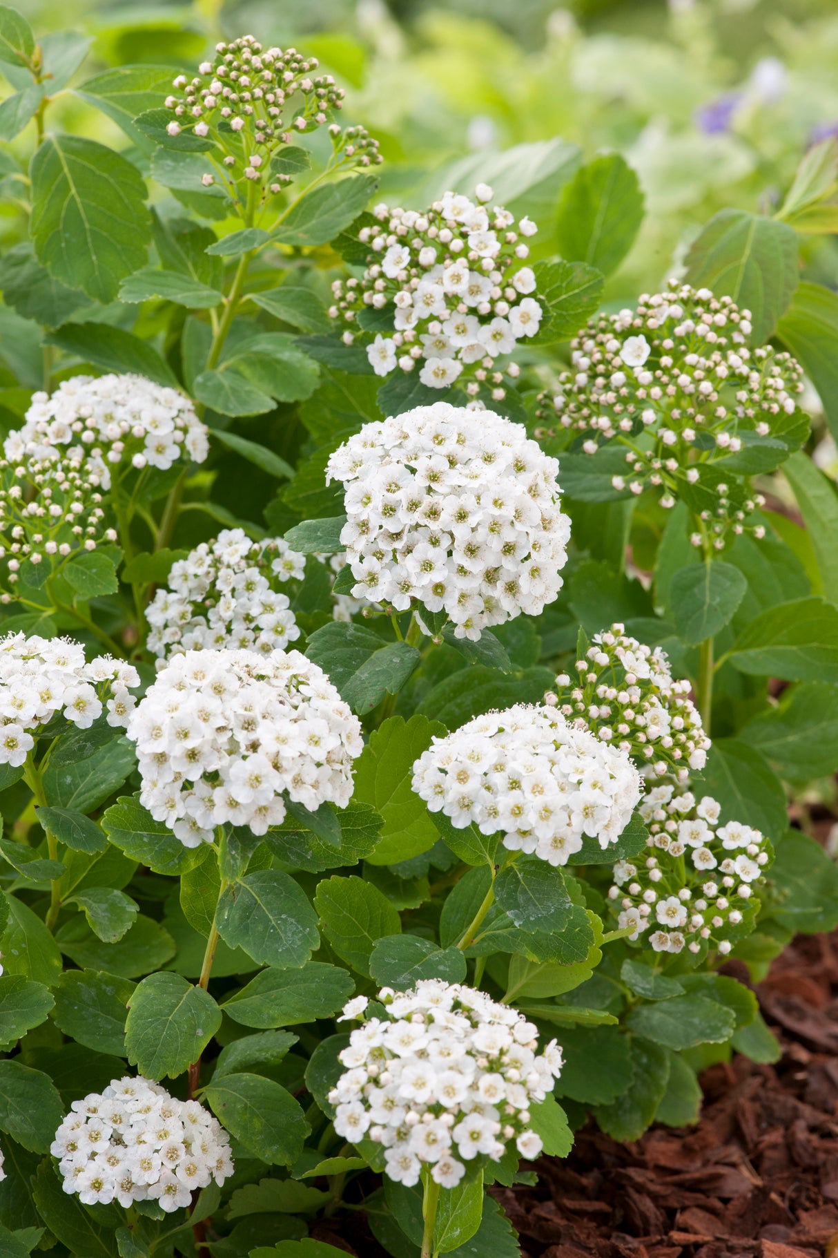 Spiraea betulifolia, 15-30 cm, 150-pack