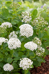 Spiraea betulifolia, 15-30 cm, 150-pack