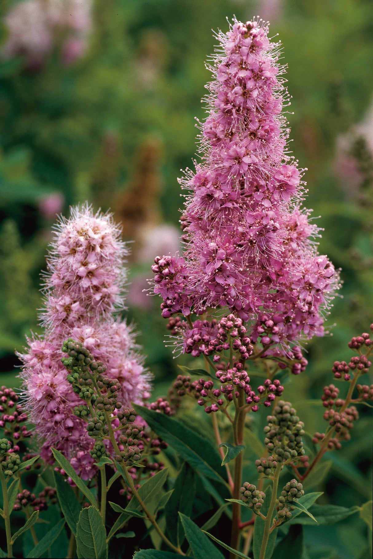 Spiraea x billardii, 40-60 cm, 200-pack