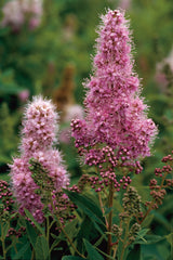 Spiraea x billardii, 40-60 cm, 200-pack