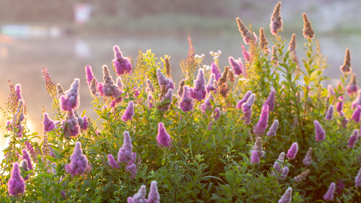 Spiraea x billardii, 40-60 cm, 200-pack