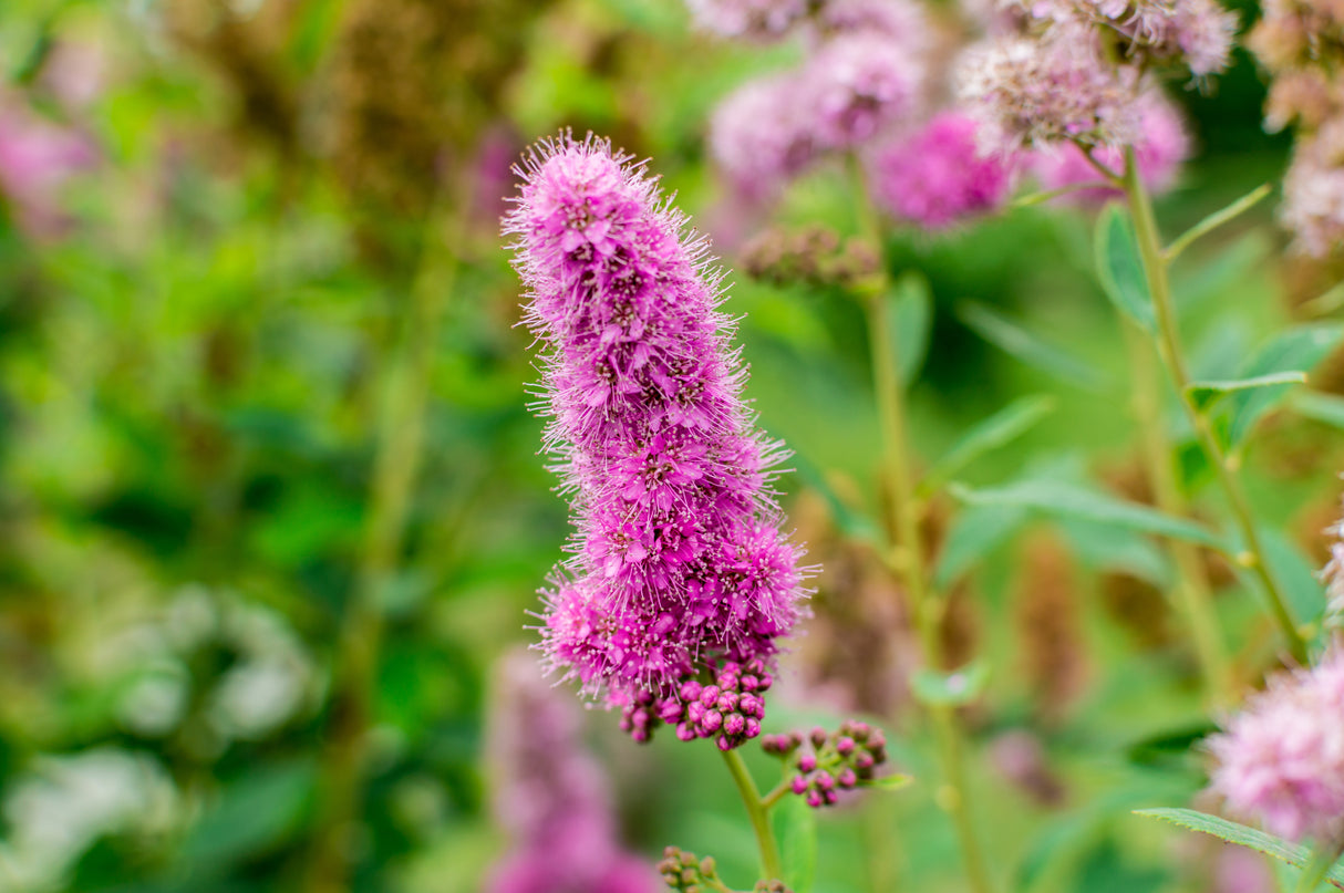 Spiraea x billardii, 40-60 cm, 150-pack