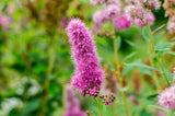 Spiraea x billardii, 40-60 cm, 200-pack